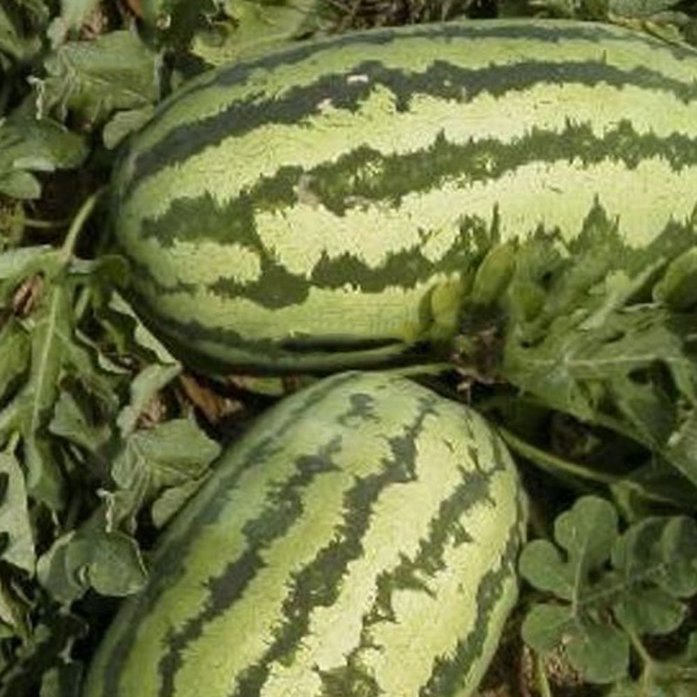 BEST PRICE 20 Seeds Jubilee Red Mushy Watermelon,DIY Watermelon Seeds ...