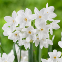 10 Paperwhite Narcissus Flower Bulbs - Extra Large 17+ cm Bulbs - Indoor Bloomin image 10