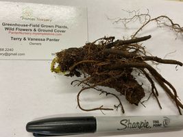 20 CELANDINE yellow POPPY bulb (Stylophorum eiphyllym image 4