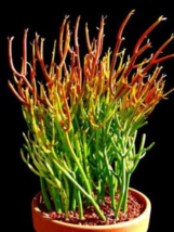 Fire Sticks Pencil Cactus - Euphorbia - Easy to Grow  Bare Roots Plant image 1