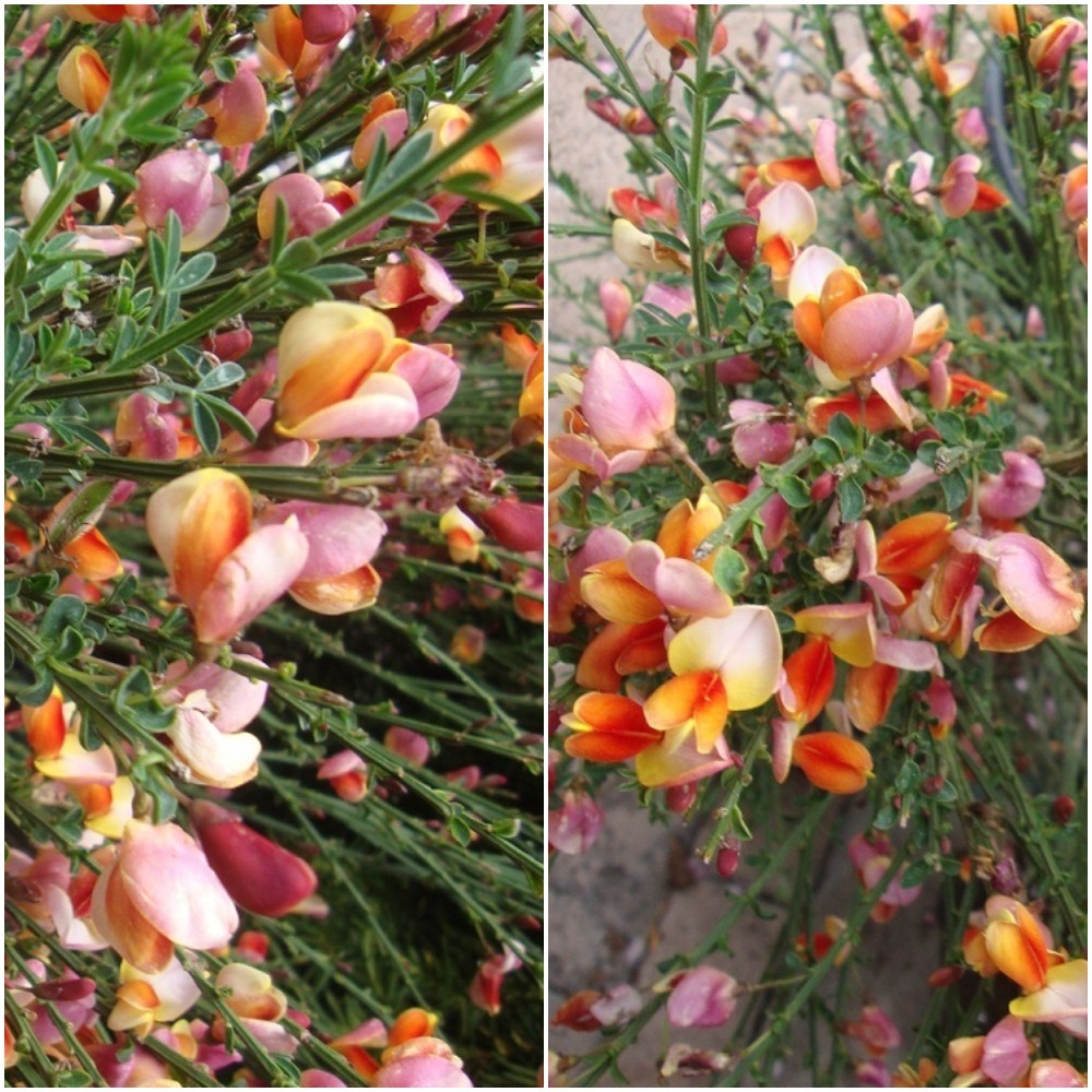 4" pot - Burkwood Scotch Broom Plant - Cytisus Burkwoodii - Plants