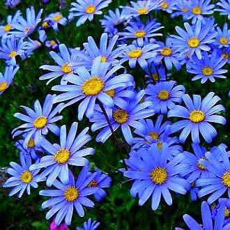 20 Seeds Felicia Blue Daisy Flower - Seeds & Bulbs