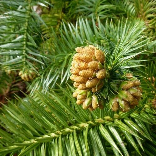 PREMIUM SEED 40 Seeds China Fir Tree (Cunninghamia lanceolata), UTS05 ...