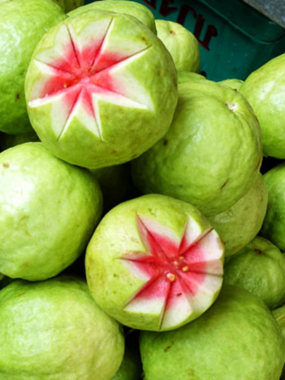 Pink Guava Psidium guajave Myrtaceac 10 Seeds ThailandMrk