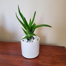 Aloe Plant in White Planter, Live Succulent, Climbing Aloe, Aloiampelos ... - $14.99