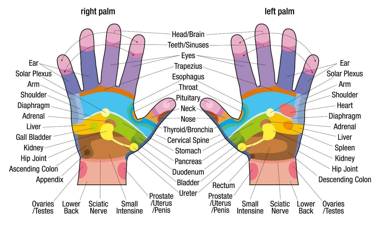 Hand Reflexology Chart Printable Customize and Print
