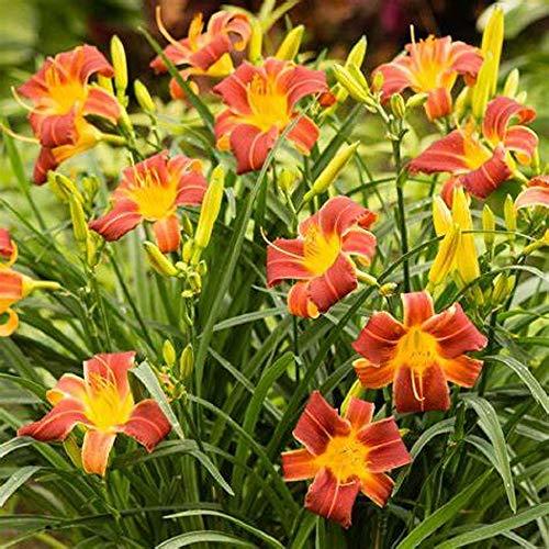 Red Ribs Daylily Root - 1 Root/Plant - Beautiful Two-Toned red and Yellow Flower