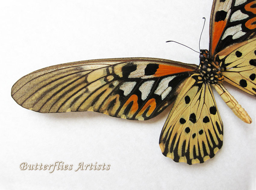 Papilio Antimachus Widest Wingspan Real Butterfly Entomology ...