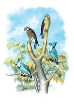 The Sparrow Hawk (Rusty-Crowned Falcon) - $19.97