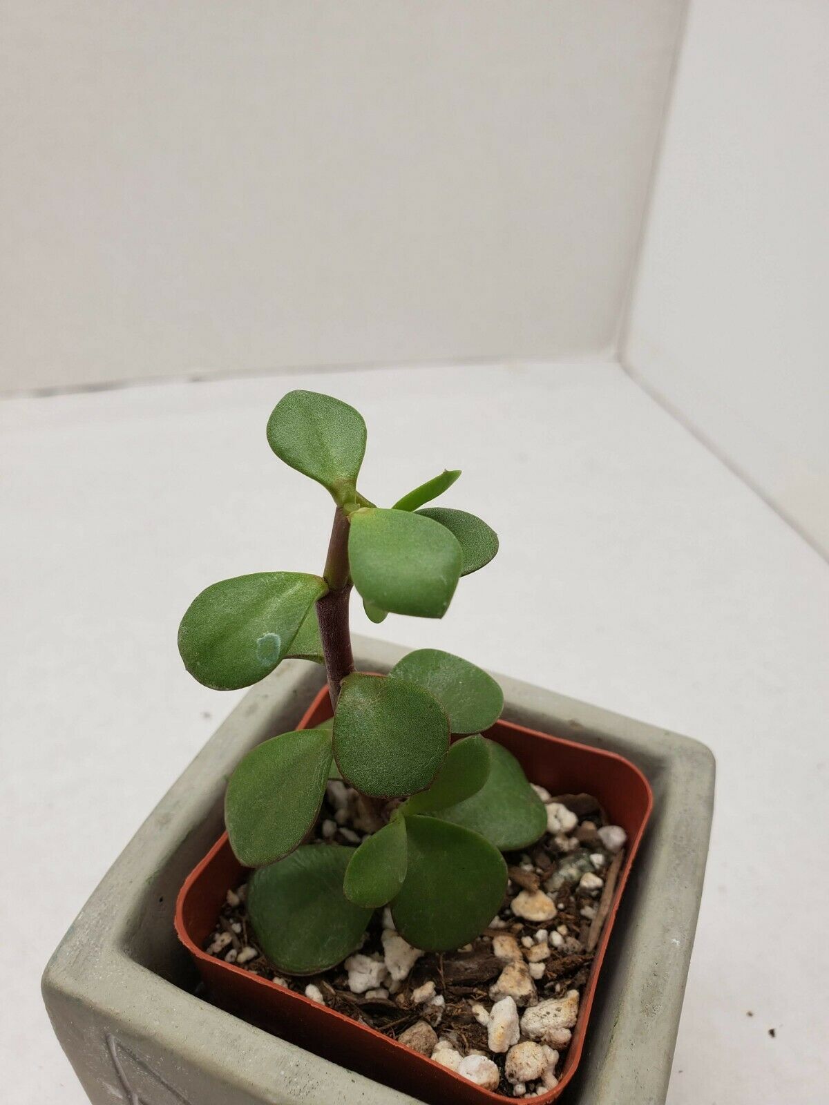 Beautiful Portulacaria afra &quot;elephant plant&quot; succulent