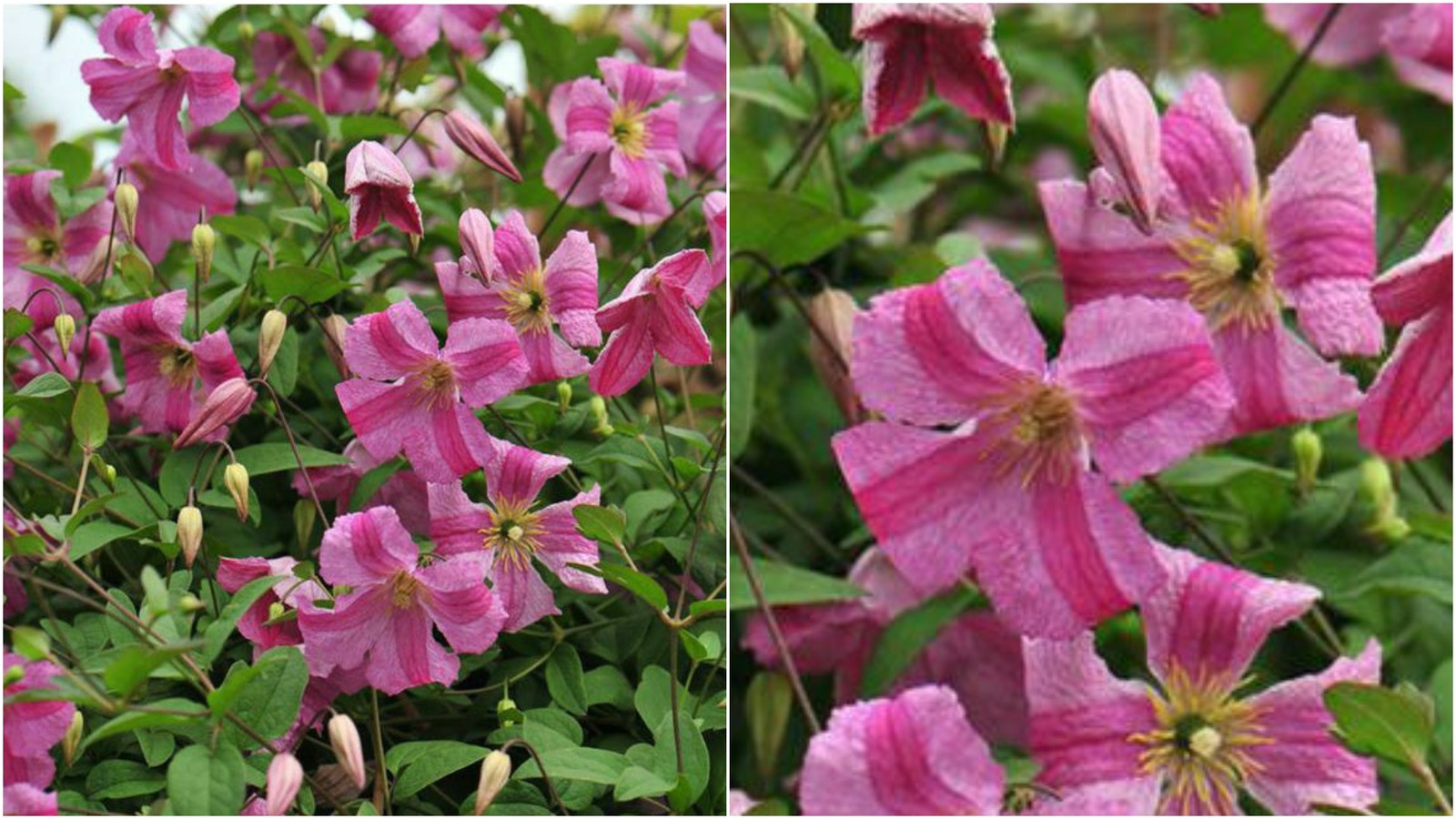 Pink Mink Clematis Live Plant Pink Flowers 4" Pot Garden B2 Other