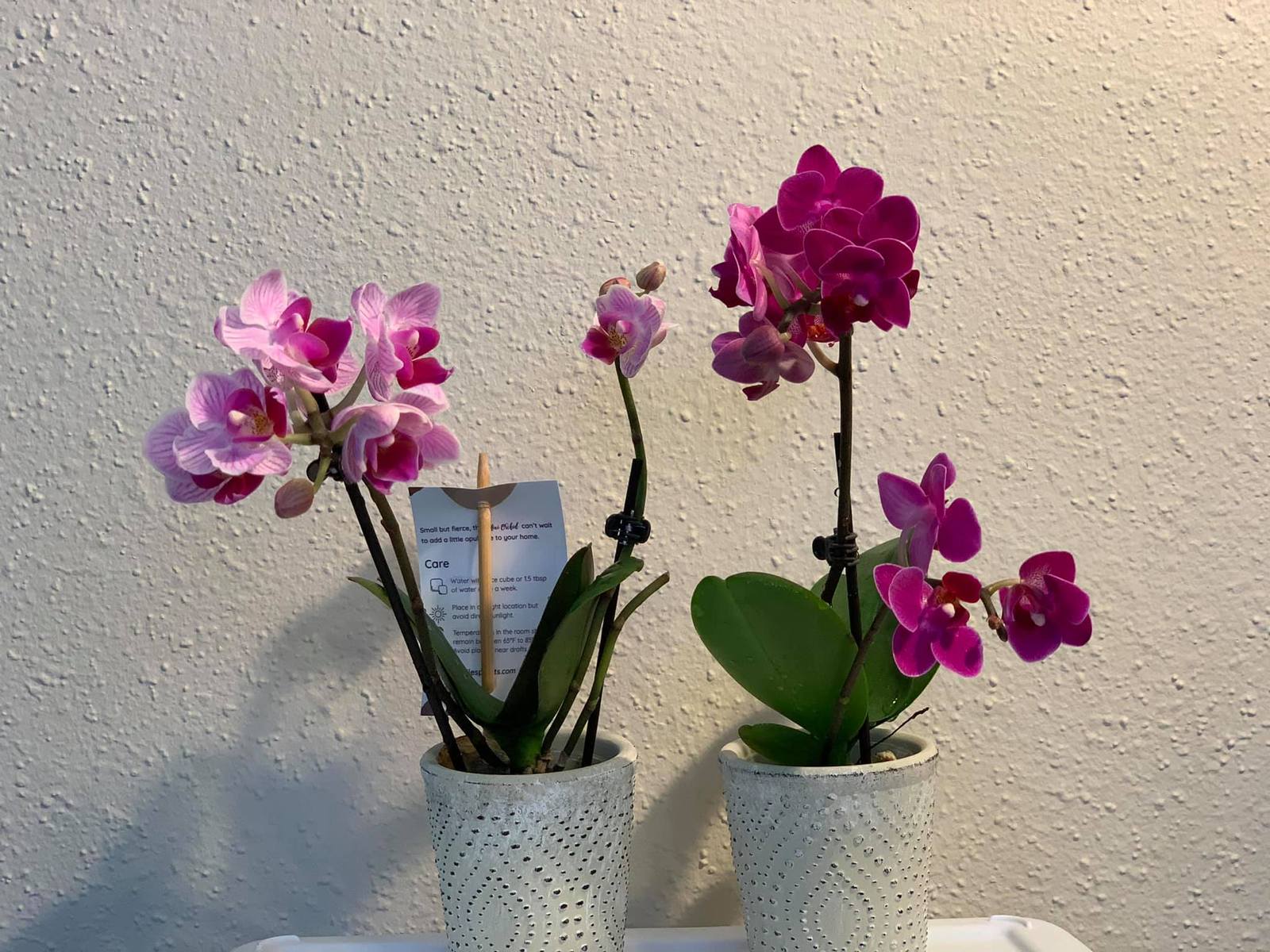 Miniature phalaenopsis pink rainbow royal purp Live Orchid plant