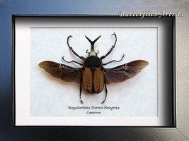 Split Horn Megalorrhina Harrisi Real Beetle Entomology Collectible Display - $64.99