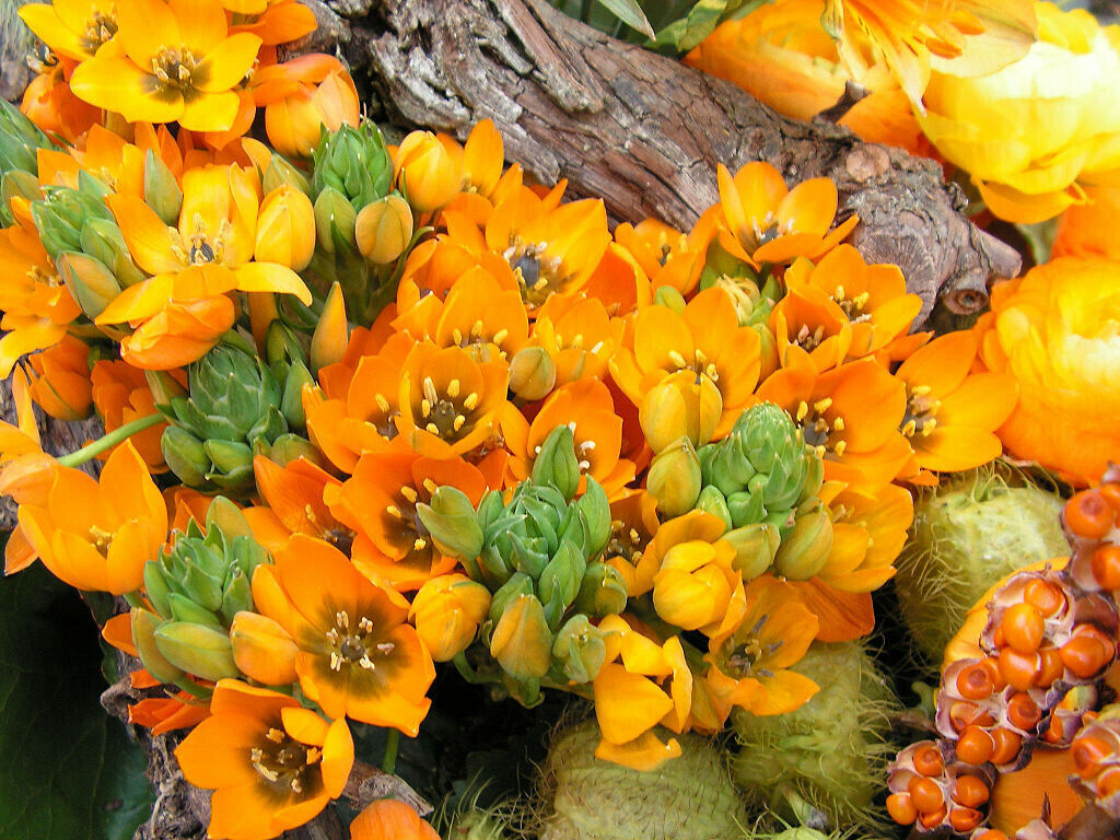 Ornithogalum durium Sun Star Orange star flower 8 seeds - Seeds & Bulbs