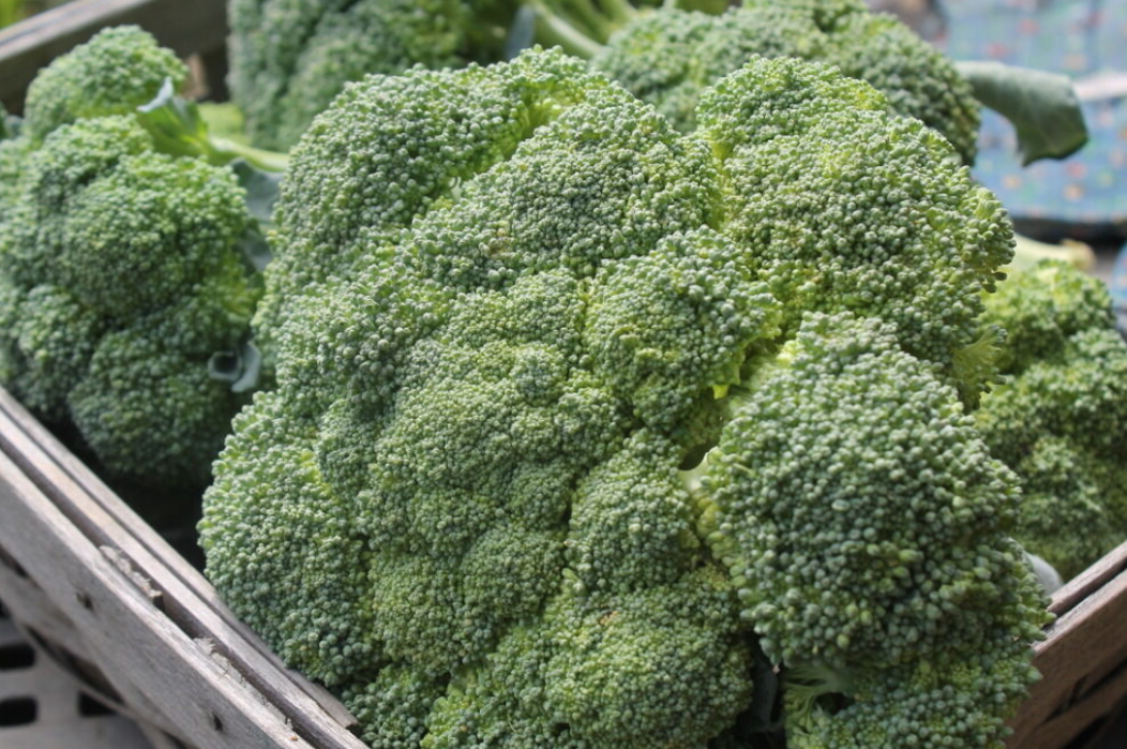 1000 Pcs Seeds Green Sprouting Calabrese Broccoli Italian Vegetable - DL