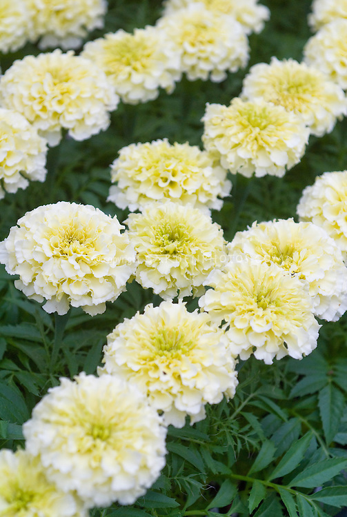 BEST PRICE 100 Seeds White Marigold French Vanilla Hybrid Flowers,DIY ...