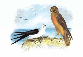 Swallow-Tailed Kite and Marsh Hawk 20 x 30 Poster - $25.98