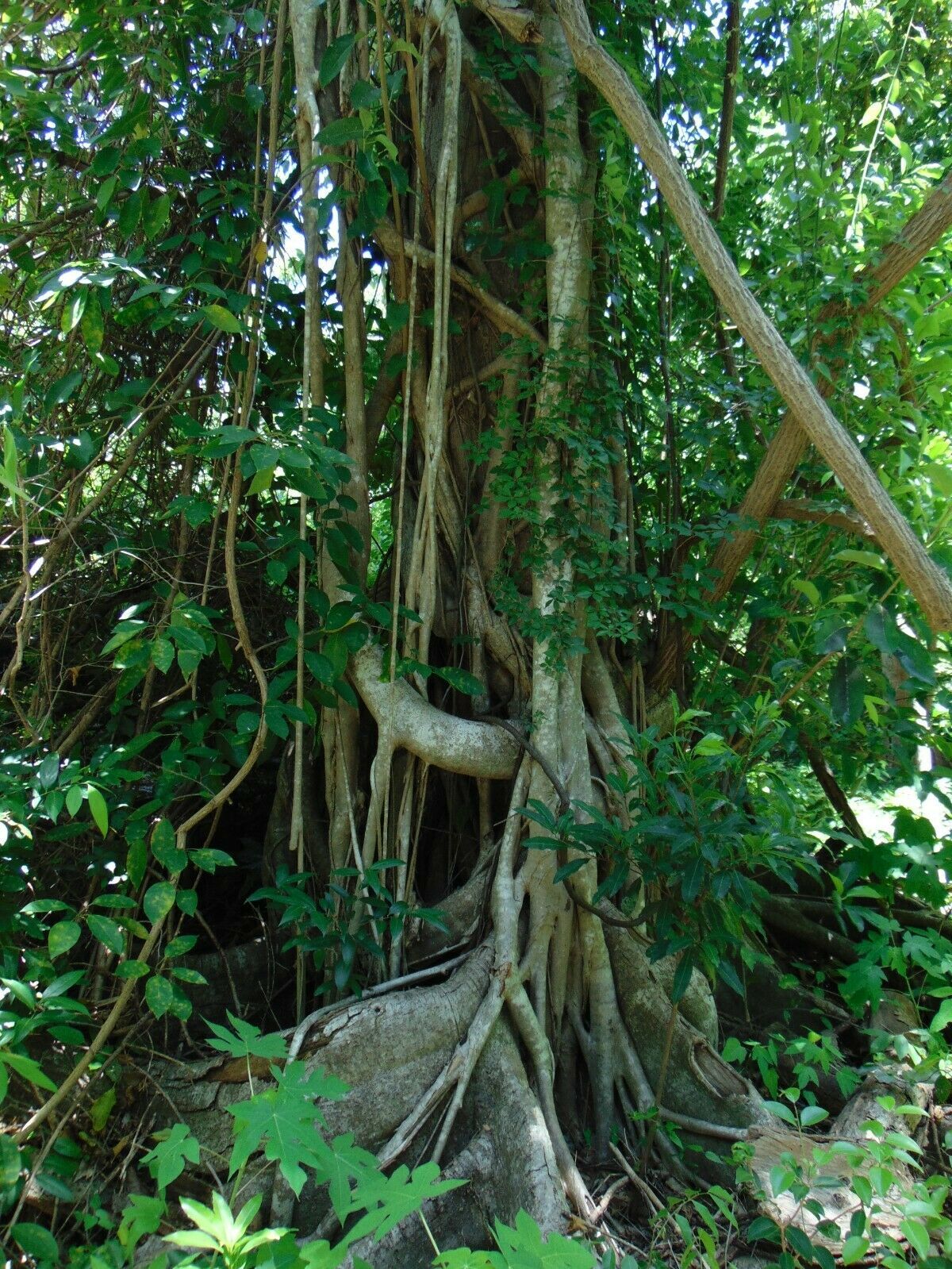 Strangler Fig Ficus aurea Organic 10 Seeds GTL09 - Seeds & Bulbs