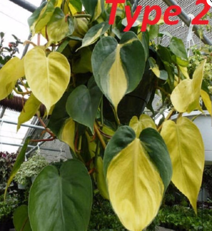 “ 100 seeds philodendron Seeds GIM “