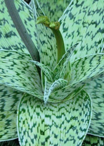 100 SEEDS ALOE cv DELTA LIGHTS hybrid exotic color succulent rare flowering seed - $33.98