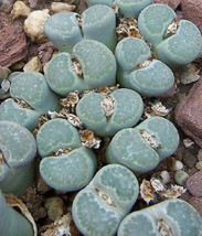 LITHOPS SALICOLA rare exotic living stones ice plant succulent seed 30 seeds - $8.99