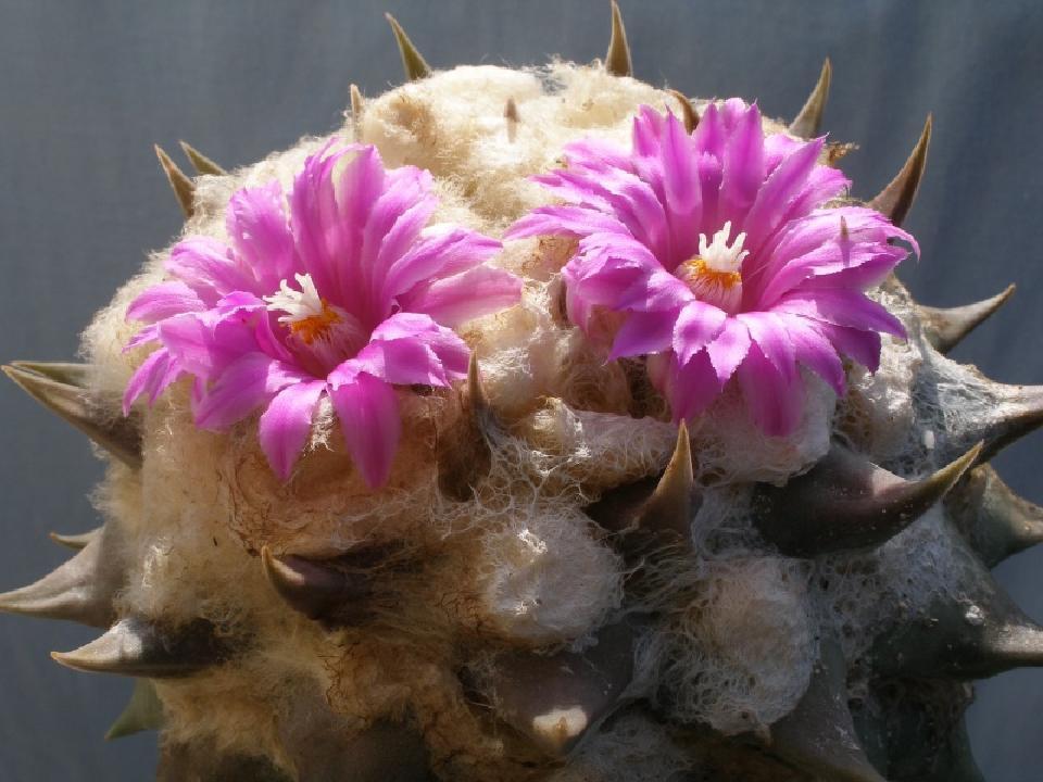 Cereus Hankeanus grafting stock grafted cacti night flower cactus seed 50 SEEDS