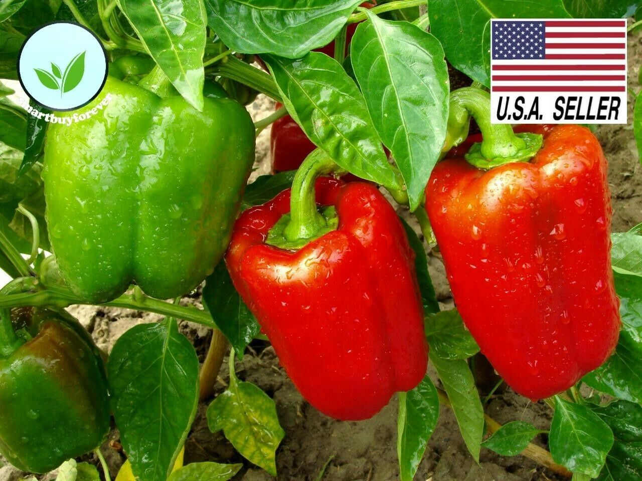 50++ California Wonder Sweet Bell Pepper Seeds NONGMO Fresh Garden