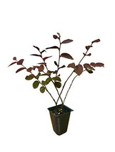 Loropetalum &#39;Plum Delight&#39; - Chinese Fringe Flower - 20 Live Plants - Ev... - $59.98