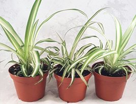 Ocean Spider Plant - Easy to Grow - Cleans the Air - NEW - 3 Pack - $27.53