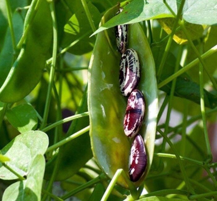 Christmas Lima Bean Seed Large Calico Speckled Pole Beans Seeds (1oz