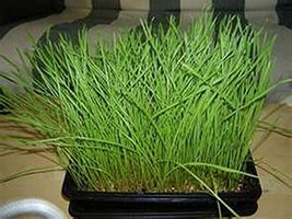 100 Cat Grass Seeds - $8.99