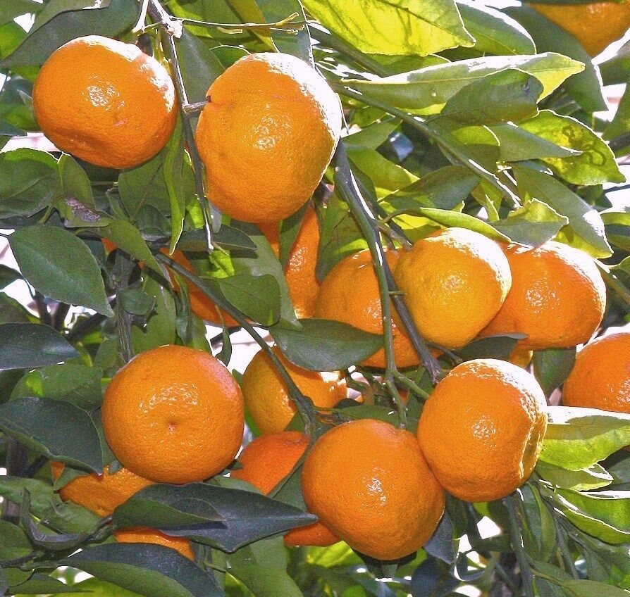 SATSUMA FRUIT TREE Real Live Plant Citrus 3"6"Seedling Mandarin