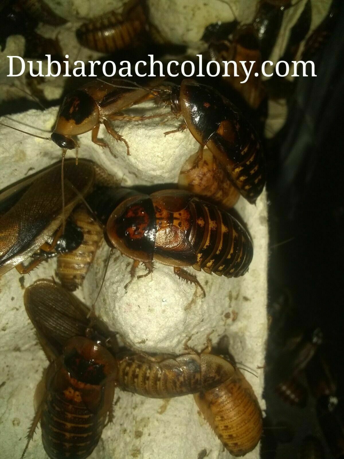 Dubia Roach Starter colony, Everything you need. 40 pregnant females