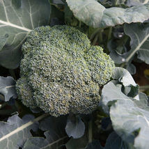Arcadia Broccoli Seed ,Vegetable Seeds, Ship From US - $15.00