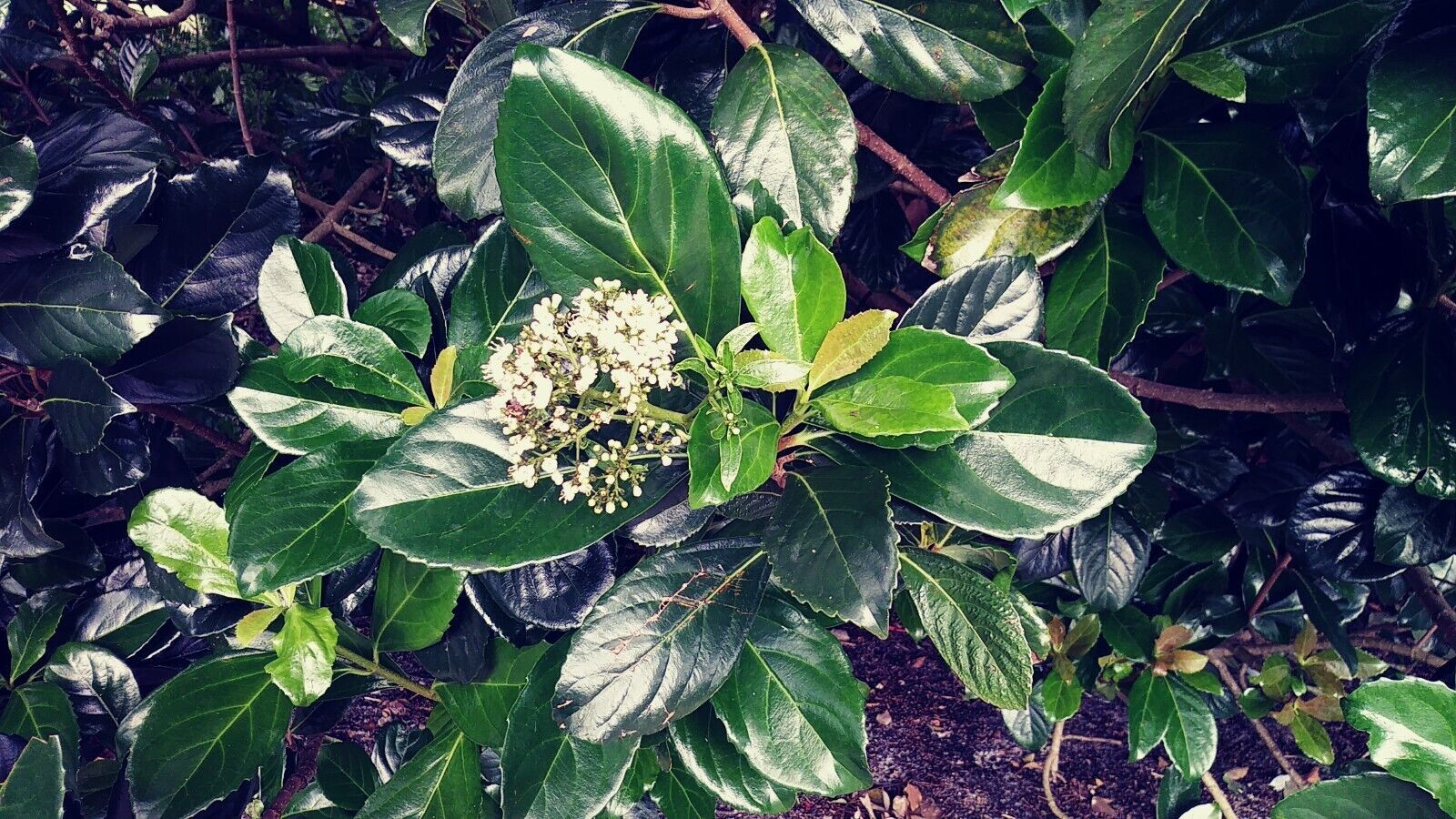 Mirror Leaf Viburnum Viburnum awabuki 20 Seeds - Seeds & Bulbs