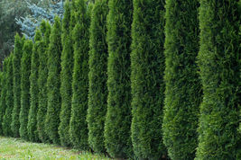 50+ Thuja Tree Seeds  -  White Cedar Arborvitae Hedge  -  Grows Fast image 5