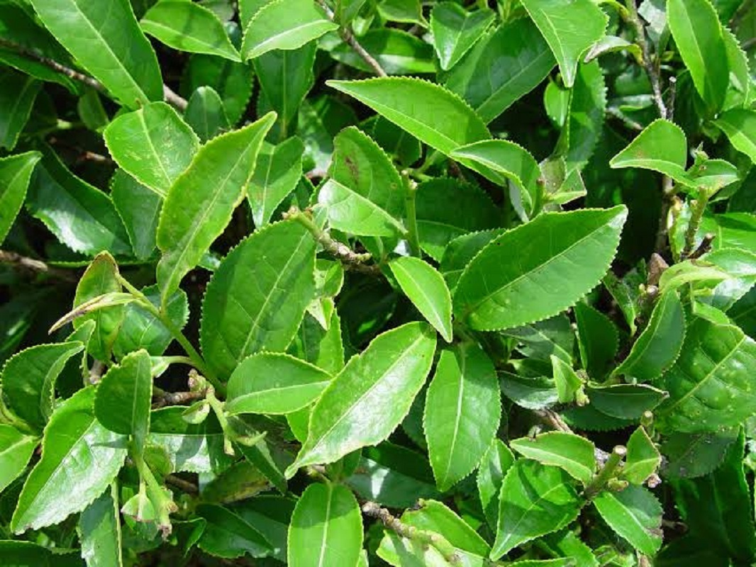 Live Green Tea Camellia sinensis Plant fresh tea FREE SHIP - Other