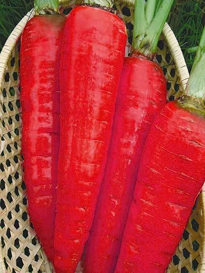 300pcs Carrot Seedss Blue Yellow Radish Seeds Vegetables Plants Other