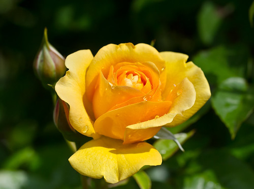 “ 50 seeds New Yellow Rose Bush Perennial Flower Seeds GIM “