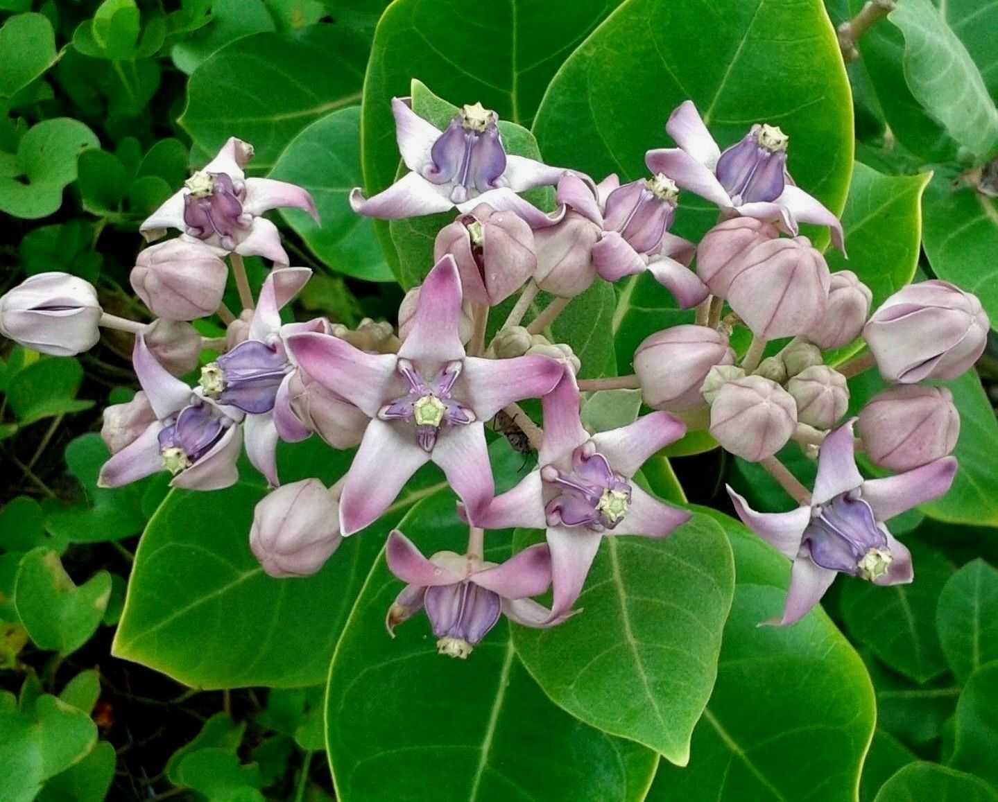 GIANT MILKWEED CALOTROPIS Crown Flower Rare Unique Hardy Perennial, 5 ...