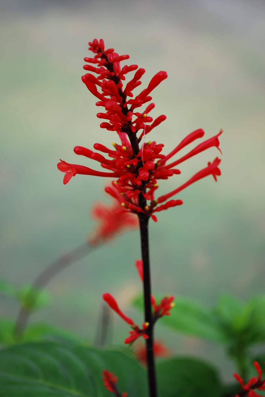 RED Fire Spike Acrnthaceaue Scarlet Flame Perrenial Live Plant Fall