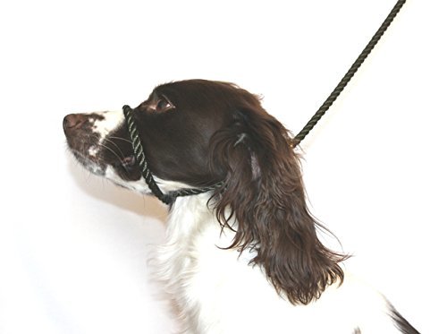 figure 8 leash dog