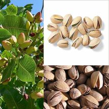 5 Pcs Pistachio Nut Tree Seeds #MNSF - $16.00