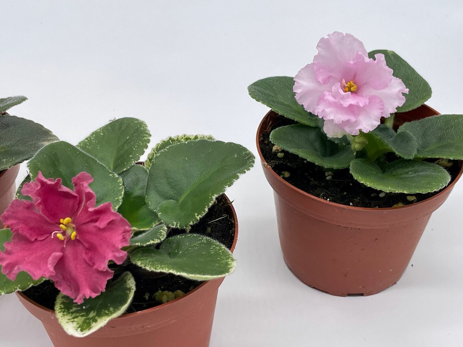 African Violet Assortment Set, 4 inch pots 3 Different African violets ...