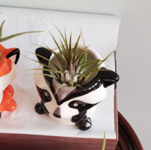 Panda Planter with Air Plant, Raccoon Planter, Mini 3" Ceramic Plant Pot image 3