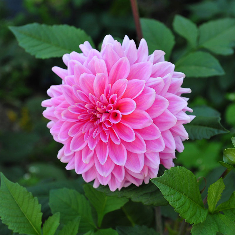 100 pieces World Famous Flower Dahlia Seeds of Perennial Garden flowers ...