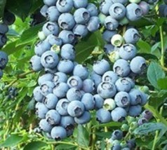 1 Tift Blueberry plant 2 1/2&quot; pot - $12.00
