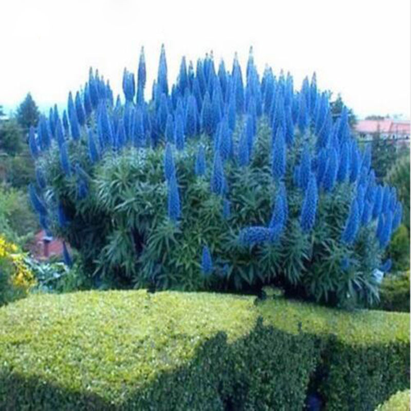 50 Particle/bag Rare Blue Pampas Grass Seeds Flower Garden Potted