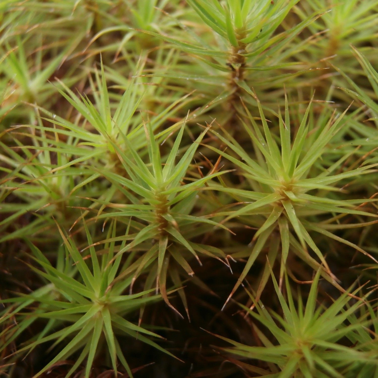 200 Spores Hair Cap Moss Ferns