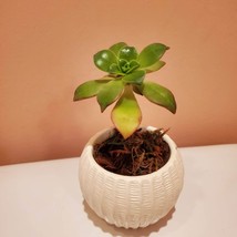 Succulent Planter with Plants, Aeonium Kiwi Plant, White Succulent Pot Ceramic image 8